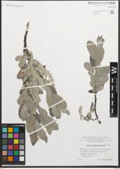 Foto von Salix glaucosericea Flod.